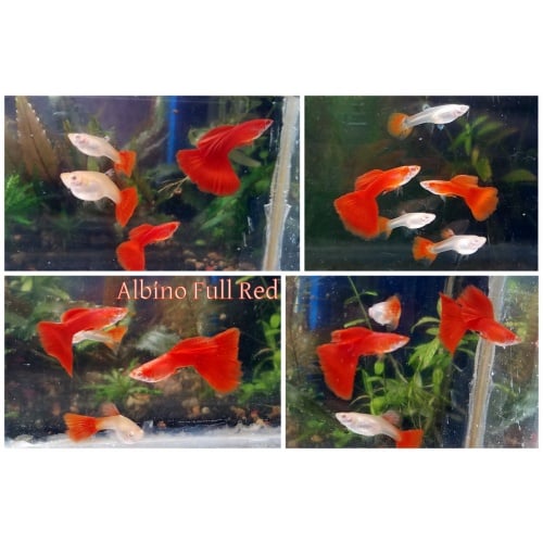 12x Albino Full Red & HB Yellow combo guppy pack - FREE SHIPPING
