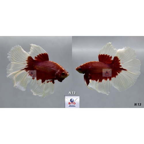 Fancy Male Red Butterfly HM Premium Grade from Thailand