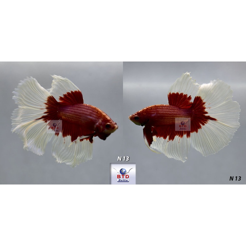 Fancy Male Red Butterfly HM Premium Grade from Thailand