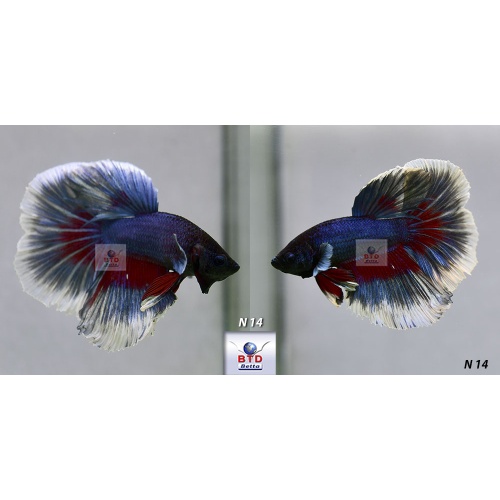 N14 Fancy Male Red Blue Double Tails Premium Grade from Thailand