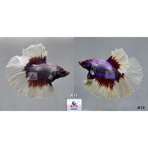 N15 Fancy Male Purple Butterfly HM Premium Grade from Thailand