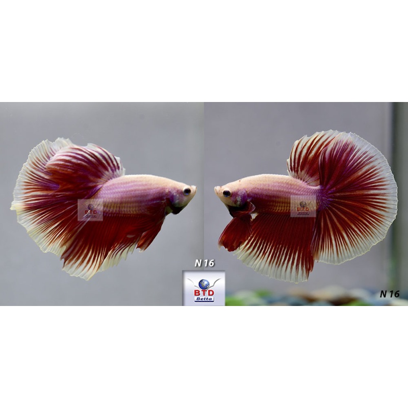 N16 Fancy Male Pink White Rim HM Premium Grade from Thailand