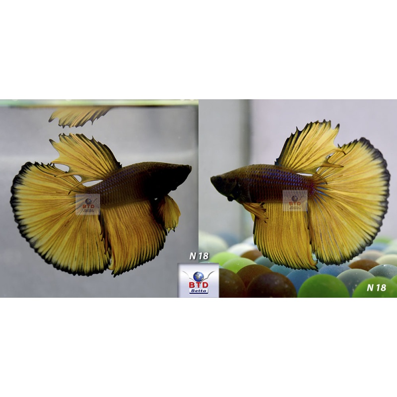 N31 Fancy Male Dark Blue Mustard HM Premium Grade