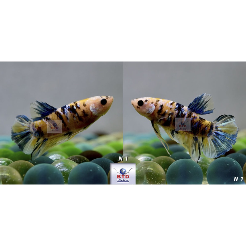 Fancy Nemo KOI HMPK Premium Grade from Thailand