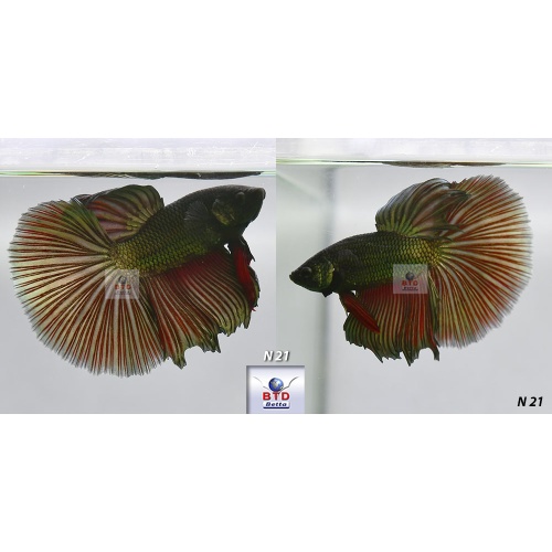 N21 N25 Fancy Male Copper HM Premium Grade from Thailand