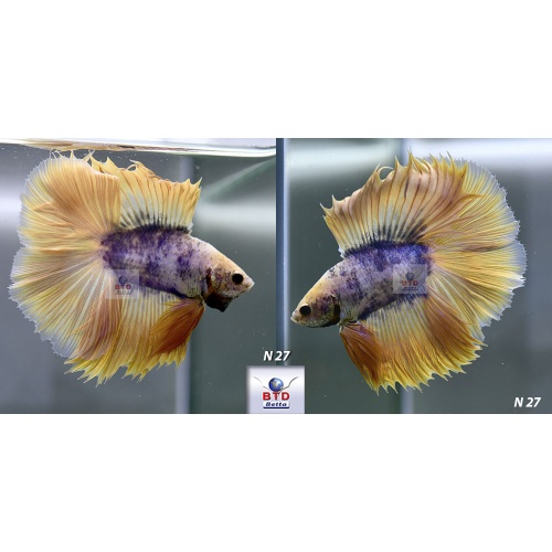 N27 Fancy Male Yellow Mustard DT Premium Grade