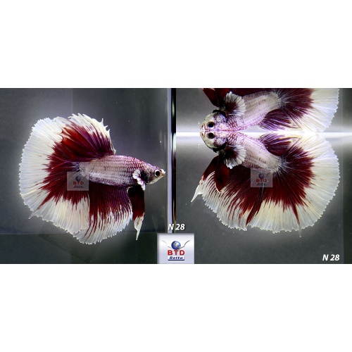 N28 Fancy Male Purple Butterfly HM Premium Grade