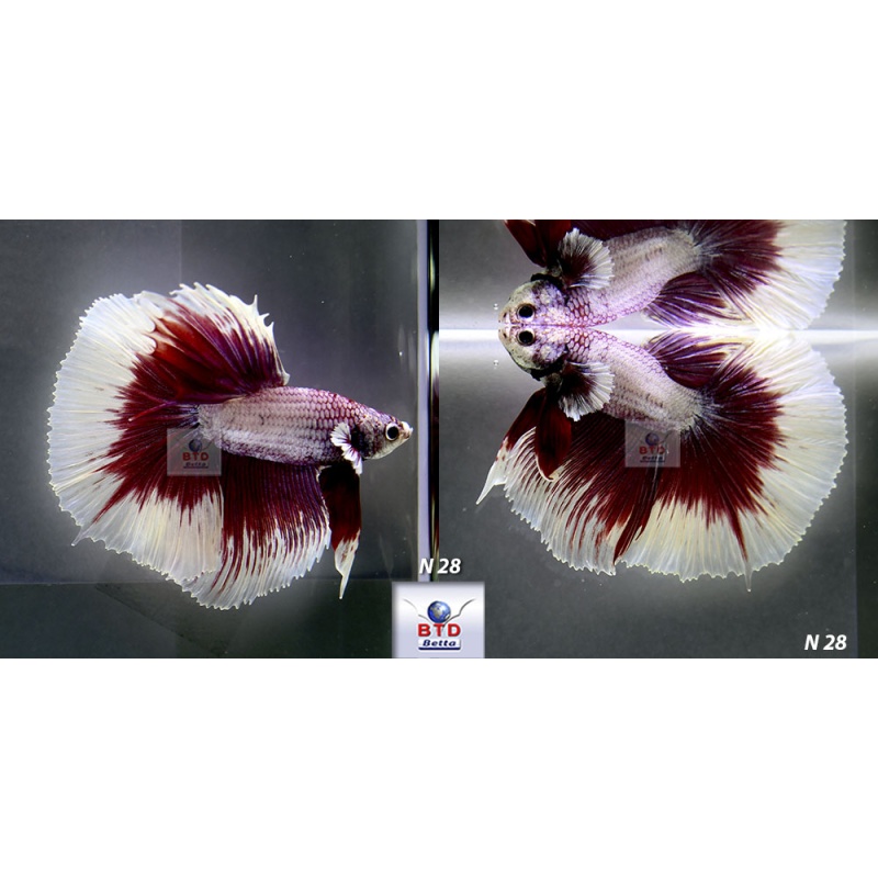 N28 Fancy Male Purple Butterfly HM Premium Grade