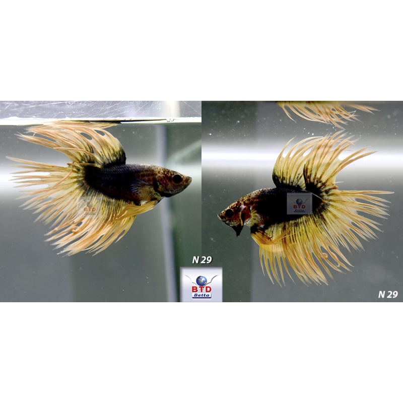 N29 or N34 Fancy Male Yellow Mustard CT Premium Grade