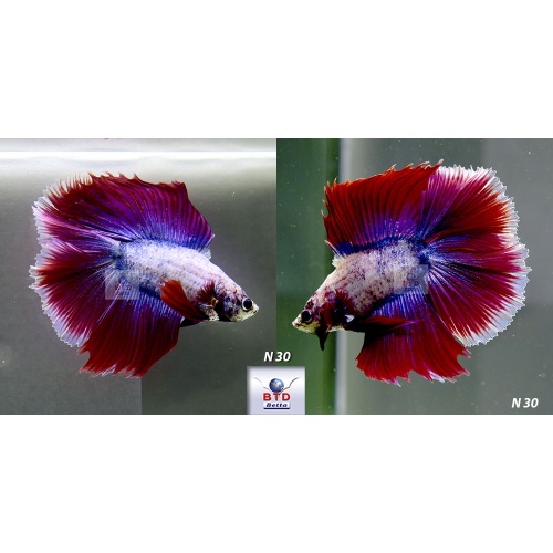 N30 Fancy Male Red Blue DT Premium Grade