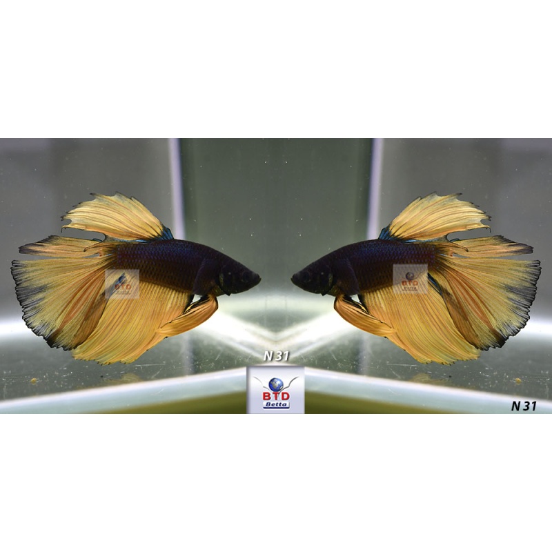 N31 Fancy Male Dark Blue Mustard HM Premium Grade