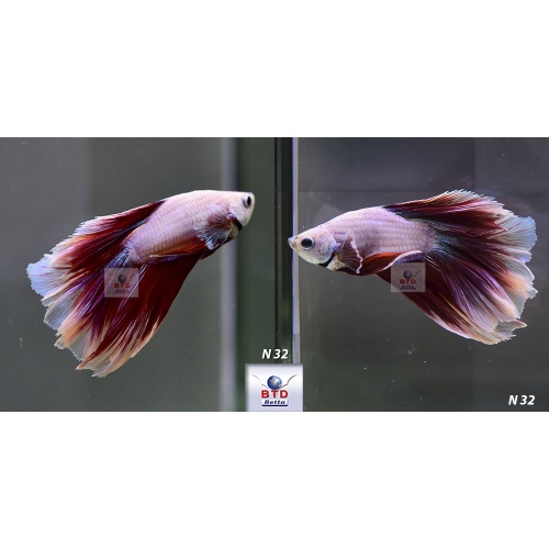 N32 Fancy Male Pink Lavender HM Premium Grade