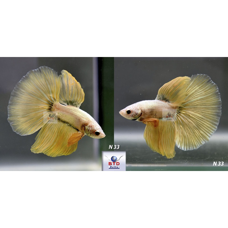 N33 Fancy Male Gold Mustard HM Premium Grade