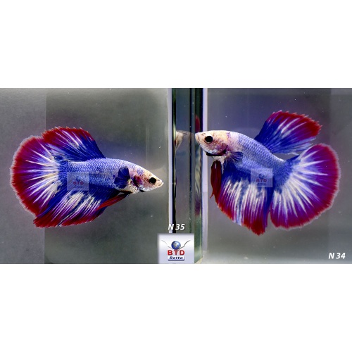 N35 Fancy Male Red Blue or National Flag HM Premium Grade