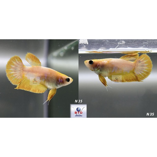 N36_37_38 Fancy Female Hell Boy Red or Yellow HMPK Premium Grade
