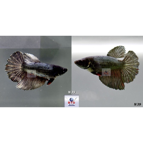 N39_40 Fancy Female Copper HM Premium Grade for breeding.