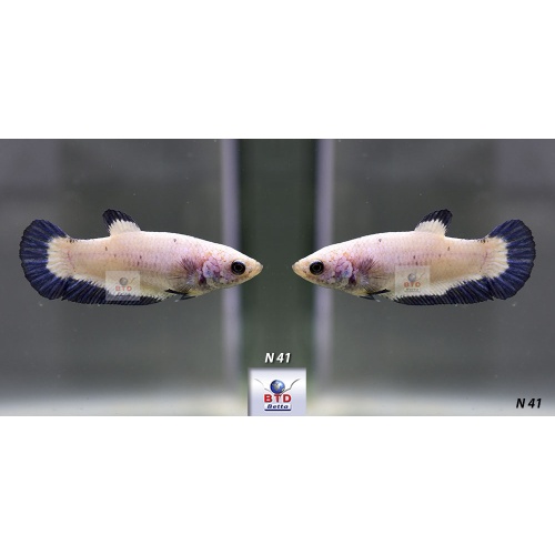 N41_42_43 Female Blue Rim, Red Pink and Mustard Premium Grade for breeding.