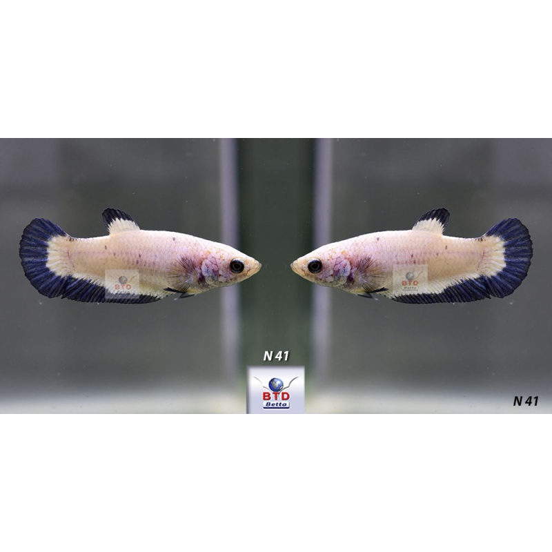 N41_42_43 Female Blue Rim, Red Pink and Mustard Premium Grade for breeding.