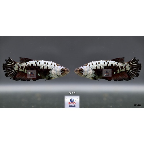 N44_45_46 Female Black Samurai HMPK Premium Grade for breeding.