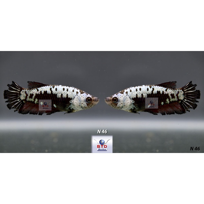 N44_45_46 Female Black Samurai HMPK Premium Grade for breeding.