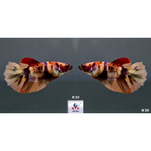 N47-50 Female fancy Nemo, KOI HM and HMPK Premium Grade for breeding.
