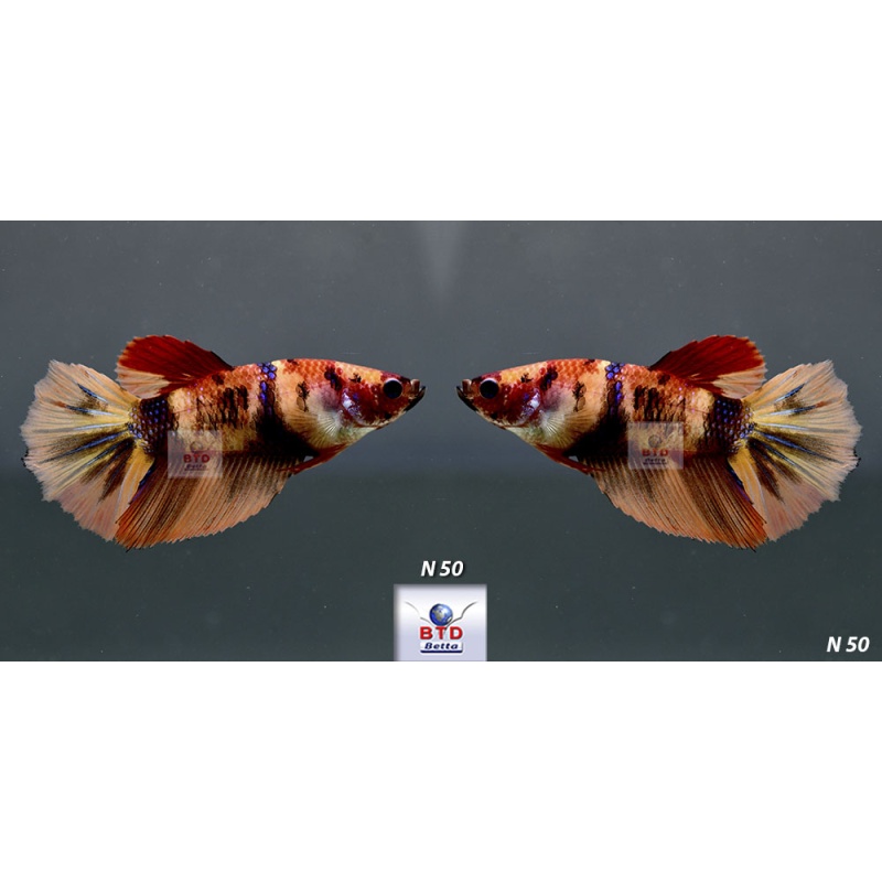 N47-50 Female fancy Nemo, KOI HM and HMPK Premium Grade for breeding.