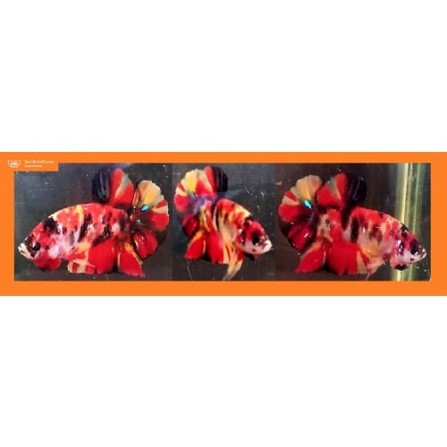 NEMO-BASED LEOPARD!! #1 (Shipping Cost Included in Price)