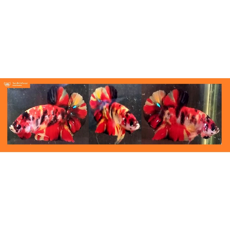 NEMO-BASED LEOPARD!! #1 (Shipping Cost Included in Price)