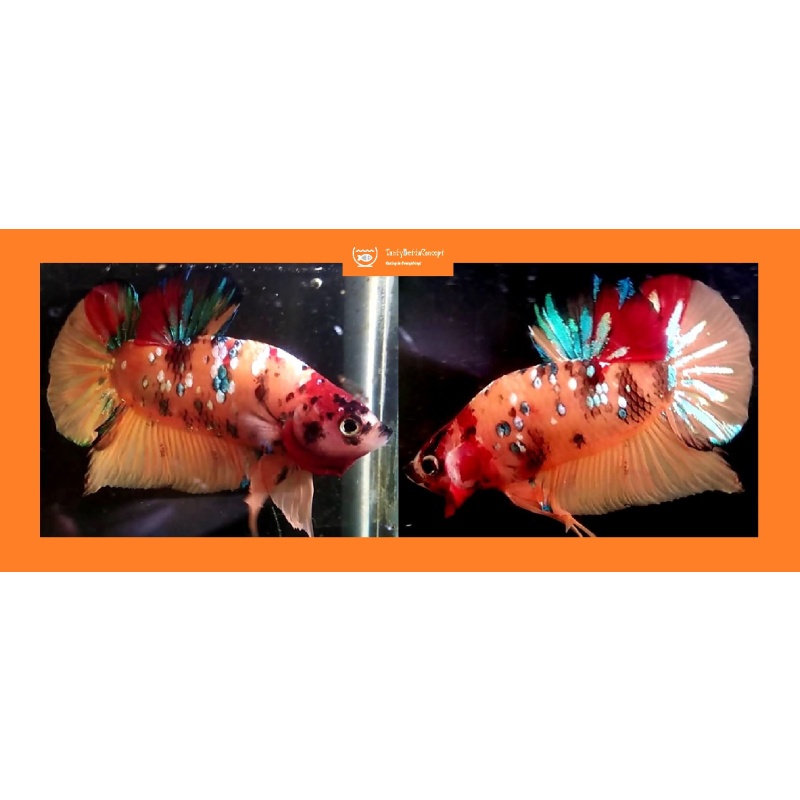 NEMO FANCY GALAXY!! #1 (Shipping Cost Included in Price)