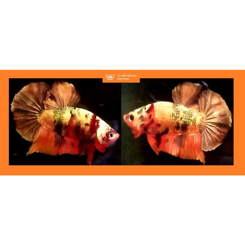 NEMO FANCY KOI COPPER!! #1 (Shipping Cost Included in Price)