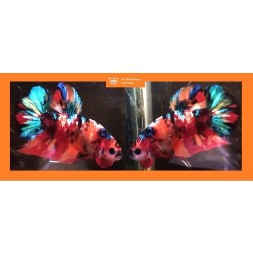 NEMO GALAXY KOI!! #1 (Shipping Cost Included in Price)
