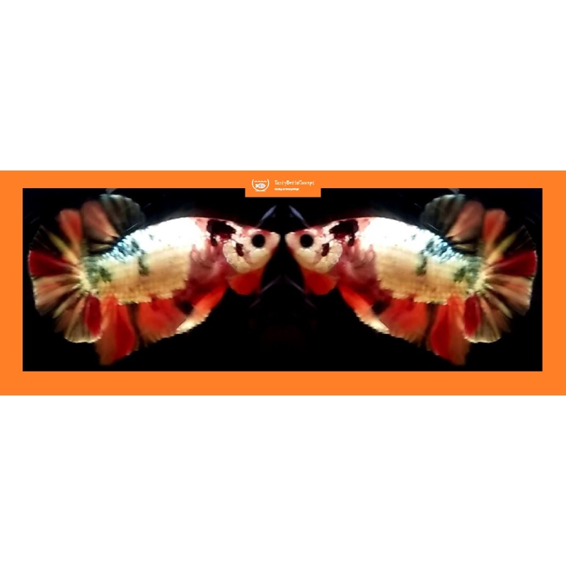 NEMO KOI COPPER!! #2 (Shipping Cost Included in Price)