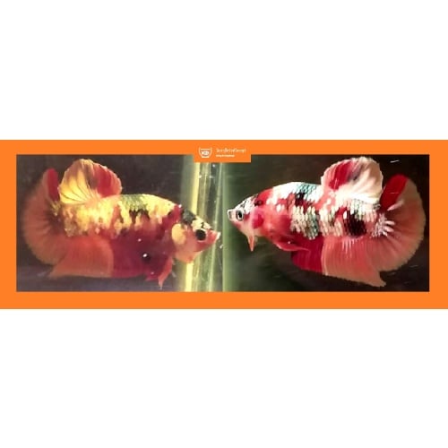 NEMO KOI COPPER!! #2 (Shipping Cost Included in Price)