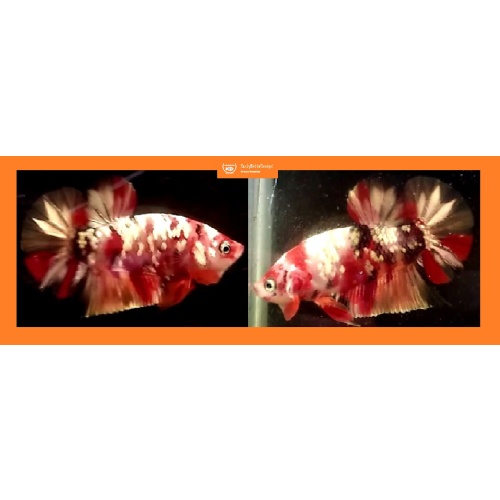NEMO KOI COPPER!! #3 (Shipping Cost Included in Price)