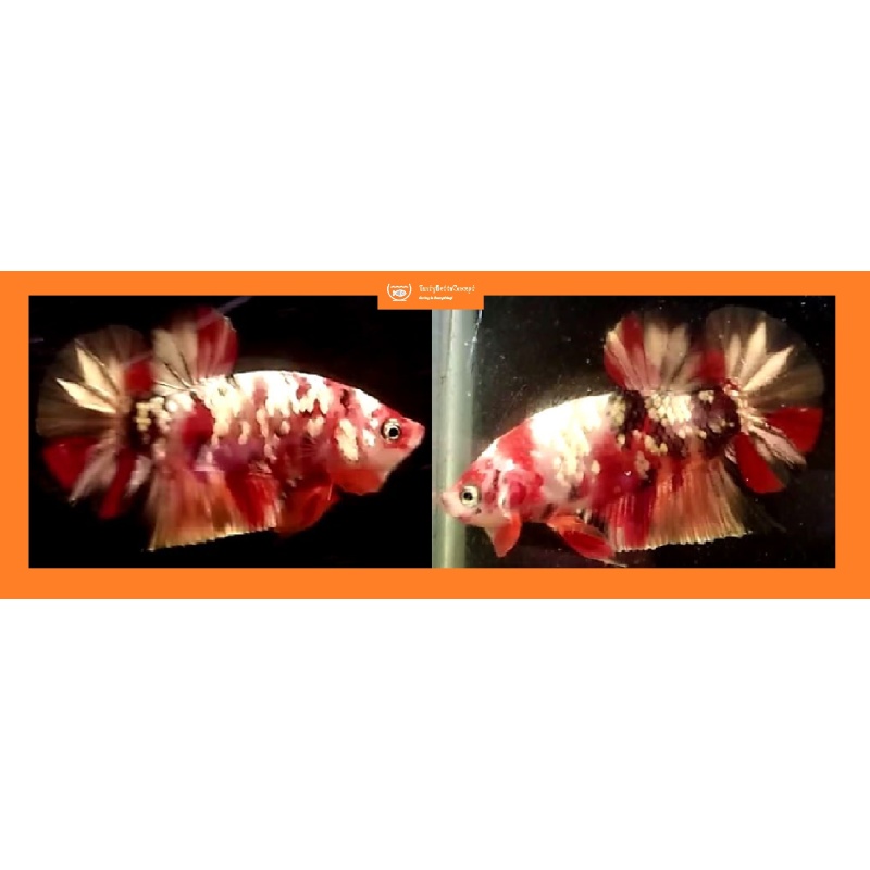 NEMO KOI COPPER!! #3 (Shipping Cost Included in Price)