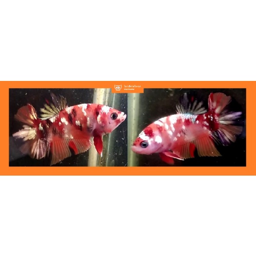 NEMO KOI COPPER!! #3 (Shipping Cost Included in Price)