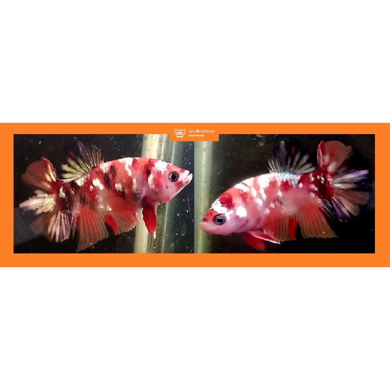 NEMO KOI COPPER!! #3 (Shipping Cost Included in Price)