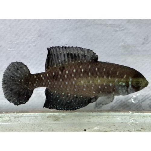 Argolebias nigripinnis URU 25-16 Rio Negro 3 weeks EGGS