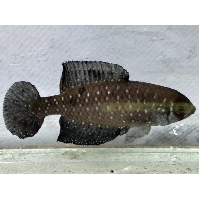 Argolebias nigripinnis URU 25-16 Rio Negro 3 weeks EGGS