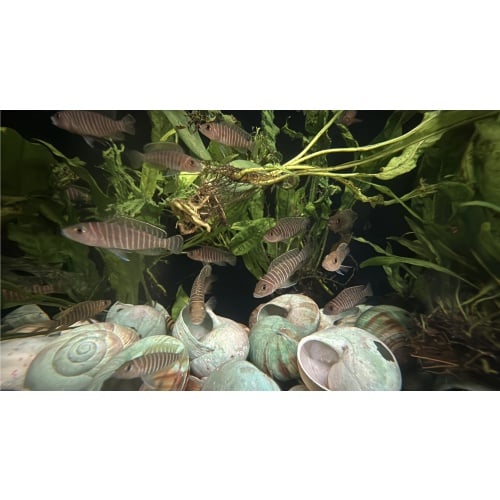 Neolamprologus similis - Young Group of 6