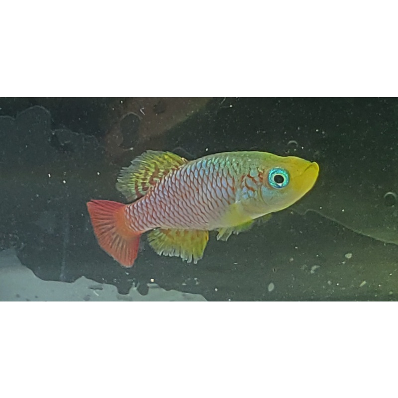 Nothobranchius foerschi Soga TAN 97-47