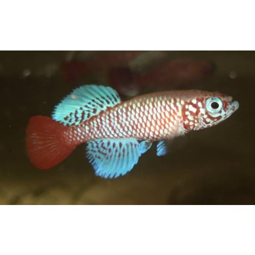 Notho. Kilomberoensis TAN 95-4, 50+ eggs