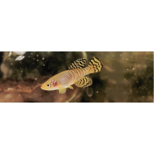 Nothobranchius - ruudwildekampi Lukwale river tzhk 09-03 40+