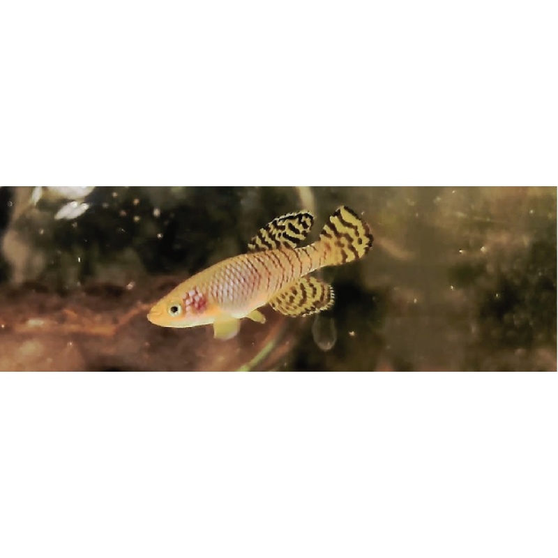 Nothobranchius - ruudwildekampi Lukwale river tzhk 09-03 40+