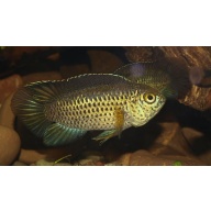group of 4 Nannacara Anomala