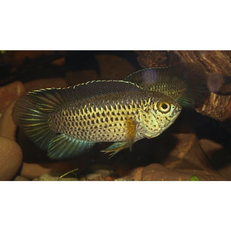 group of 4 Nannacara Anomala