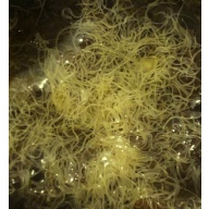 Grindal Worms on Coconut Coir (EU/UK)