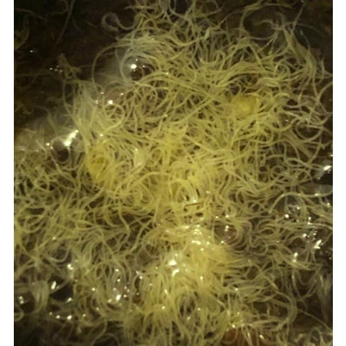 Grindal Worms on Coconut Coir (EU/UK)