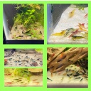 Neocaridina culls 30+2