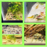Neocaridina culls 30+2